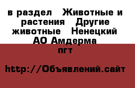  в раздел : Животные и растения » Другие животные . Ненецкий АО,Амдерма пгт